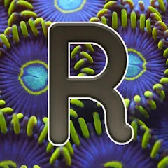 recifalnews