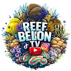 reefbelontv