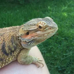 reptilime