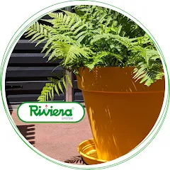 rivieraofficiel6963