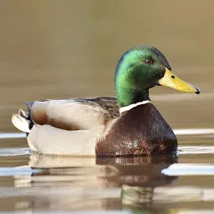 robertomasmr