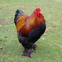 segalanormand