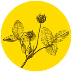 Avatar de Société botanique d'Occitanie