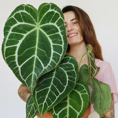 vertbobo