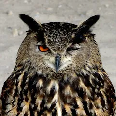 yseultcarrepeintre
