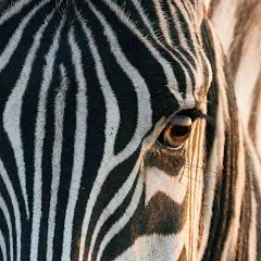 zebresepanouis