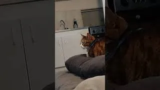 Miniature : ma chatte yuna aime aussi cet music chatounais
