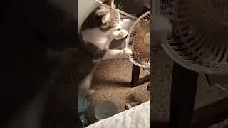 Miniature : chat célèbre #viral #pourtoi #fypシ゚viral #congo #france #world