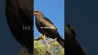 Miniature : Oiseaux Pyromanes #nature #forêt #animaux #incroyable #science #incroyablemaisvrai