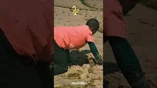 Miniature : Une géante baleine s'est échouée à Muanda en RDC.
