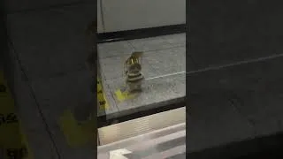 Miniature : 🫨Ce chat utilise un genjutsu