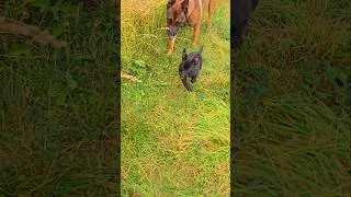 Miniature : belgian malinois l'erreur que vos amis font en vacances sans le savoir. #belgianmalinois #malinois
