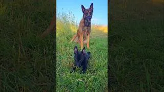 Miniature : belgian malinois, Baldwinne chiot à la maison, comment Uzi va réagir . #belgianmalinois #malinois