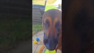 Miniature : belgian malinois, un message important avant les vacances.#belgianmalinois #malinois