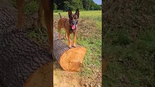 Miniature : belgian malinois Ce que tout guide devrait savoir sur le lof vraiment.#belgianmalinois #malinois