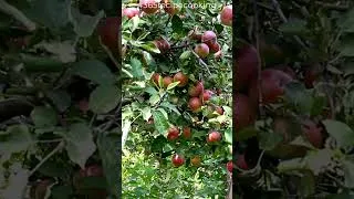 Miniature : 🍏 Apple, Pommes