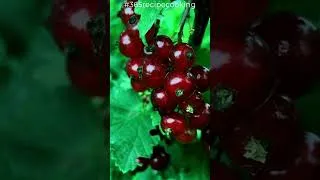 Miniature : Currant berry, Groseille