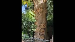 Miniature : Ces arbres tordus au pied de la Tour Eiffel cachent un secret