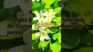 Miniature : "L'amour parmi les fleurs de jasmin",
