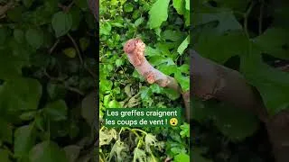 Miniature : Les greffes craignent le vent ! #greffe #fruitier #figuier