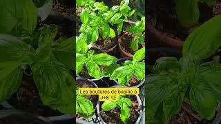 Miniature : BASILIC : état des boutures à J+8 #potager #basilic #bouture #jardin