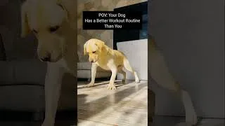 Miniature : This Labrador Works Out Like a Human 💪🐶 (AI Video)