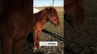 Miniature : Accessible Globetrotter with Nathalia: Vol. 3; Mongolia and Bhutan