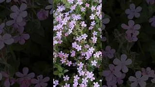 Miniature : Une plante résistante et avec 0 entretien