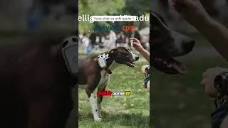 Miniature : Votre chien va enfin parler !