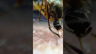 Miniature : Le danger du moustique #moustique #scienceanimale #paludisme