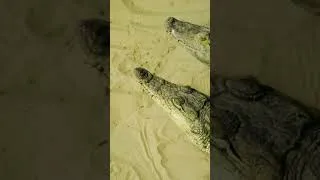 Miniature : Le secret de la survie du crocodile #crocodile #scienceanimale #documentaireanimalier #reptiles