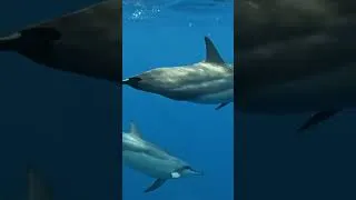 Miniature : le niveau d'intelligence des dauphins #IntelligenceDesDauphins #ScienceRevele