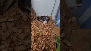 Miniature : Premier nourrissage de mon #boaedonfuliginosus  #reptiles