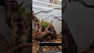 Miniature : Nourrissage du Pantherophis Guttatus
