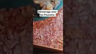 Miniature : Démarrage avec les poussins #elevage #chicken #agriculture