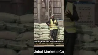 Miniature : Et si la prochaine révolution agricole africaine venait du manioc ?
