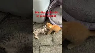Miniature : Mic-Mac et Bri-Bri en plein combat 🤣￼