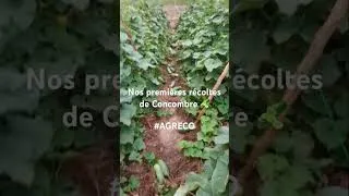 Miniature : La production de #concombre , une culture très rentable: Les résultats de mon #expérience en 2024