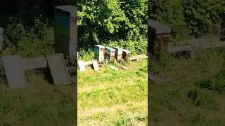 Miniature : Le cycle de l'abeille ®
