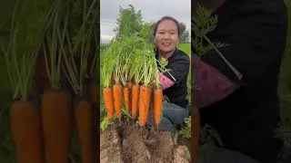 Miniature : 05 FRUITS QUI AMÉLIORENT LA VUE RAPIDEMENT #fruit #vues #exotics