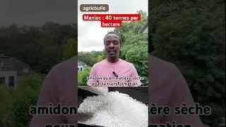 Miniature : Cette variété de Manioc peut produire jusqu’à 40t/ha ! #agriculture #farming #manioc #8017 #8034