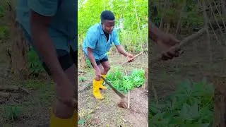 Miniature : Comment bouturer le manioc? #bouturage #manioc