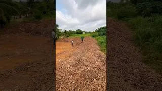 Miniature : Comment exploser le rendement du manioc en Afrique ?  #manioc #agricultureformation