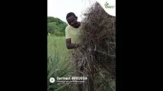 Miniature : PAILLAGE ANANAS | Témoignage (Français) | Promotion des bonnes pratiques agroécologiques