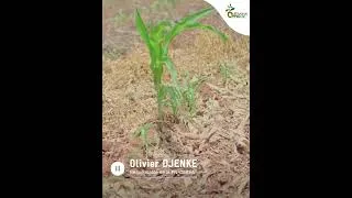Miniature : PAILLAGE MANIOC | Témoignage (Ewé) | Promotion des bonnes pratiques agroécologiques