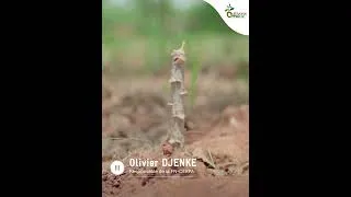 Miniature : PAILLAGE MANIOC | Témoignage (Tem) | Promotion des bonnes pratiques agroécologiques