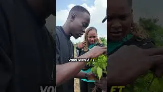 Miniature : Vos plants de piment sont attaqués ? Voici la solution.