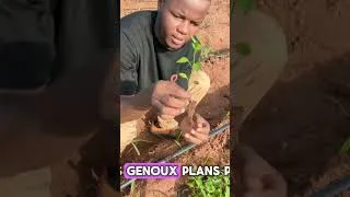 Miniature : #farming #ecoledejardinage #2026 #agriculture #conseilsjardinage #astuce #jardin #conseils #jardin