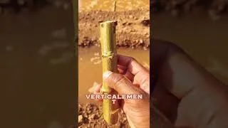 Miniature : comment multiplier le manioc #agriculture #2026 #farming