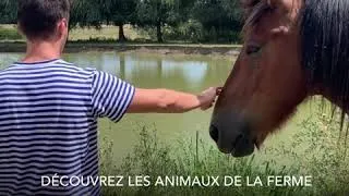 Miniature : Vidéo Cheval